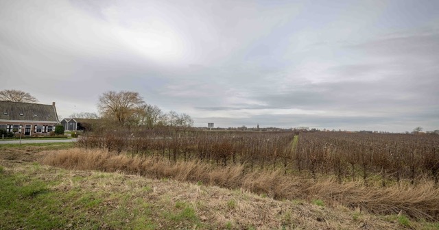 Kale boomgaard onder een grijze lucht aan de rand van Nisse, met links een boerderij